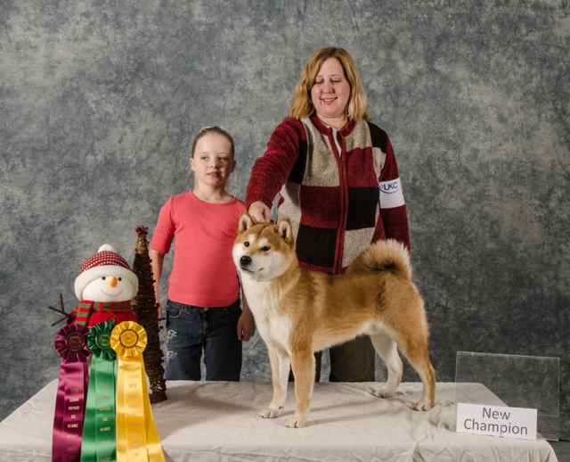 shiba inu breeders midwest