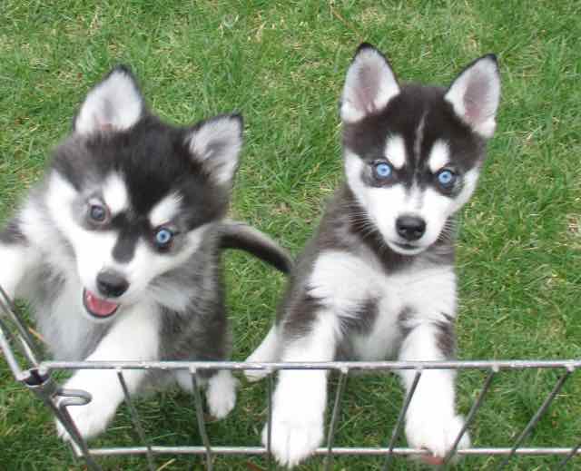 klee kai breeders