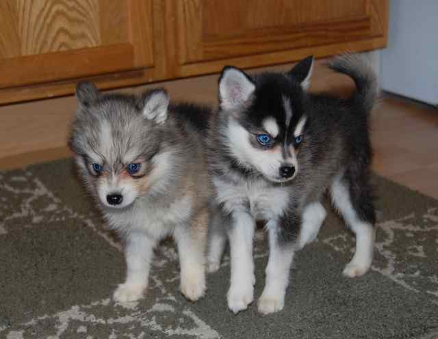 Siberian Husky and Alaskan Klee Kai  Alaskan klee kai, Alaskan klee kai  puppy, Alaskan husky