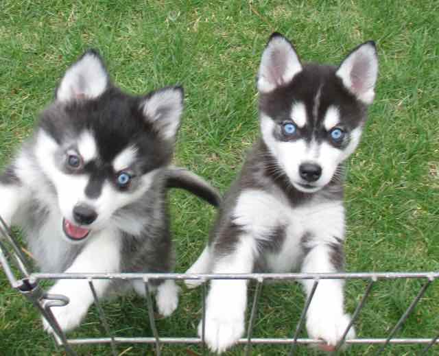 Alaskan Klee Kai-DOG-Male-Black and White-2974585-Petland Frisco, Texas