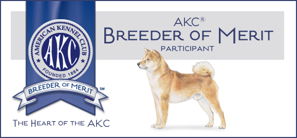 Akc shiba sales inu breeders