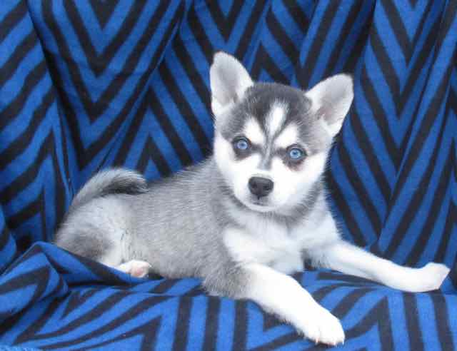 Siberian Husky and Alaskan Klee Kai  Alaskan klee kai, Alaskan klee kai  puppy, Alaskan husky